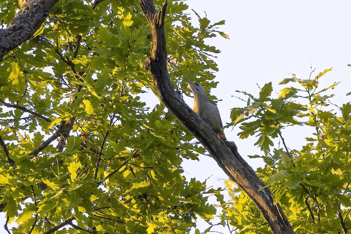 Gray-headed Woodpecker - ML619519346