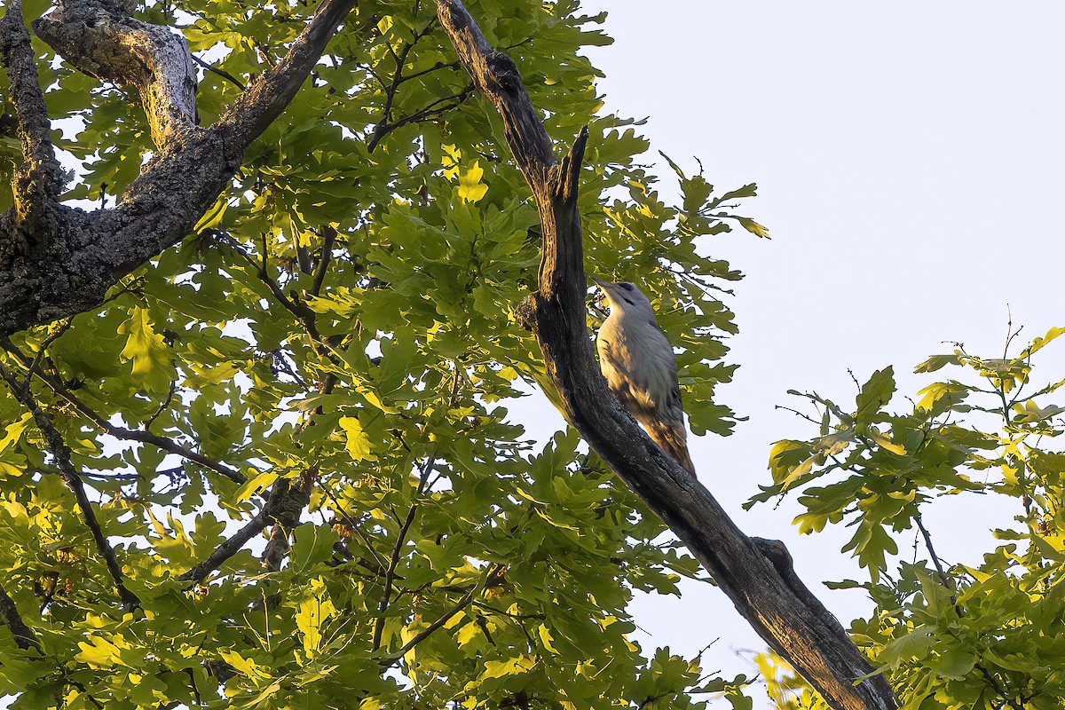 Gray-headed Woodpecker - ML619519348