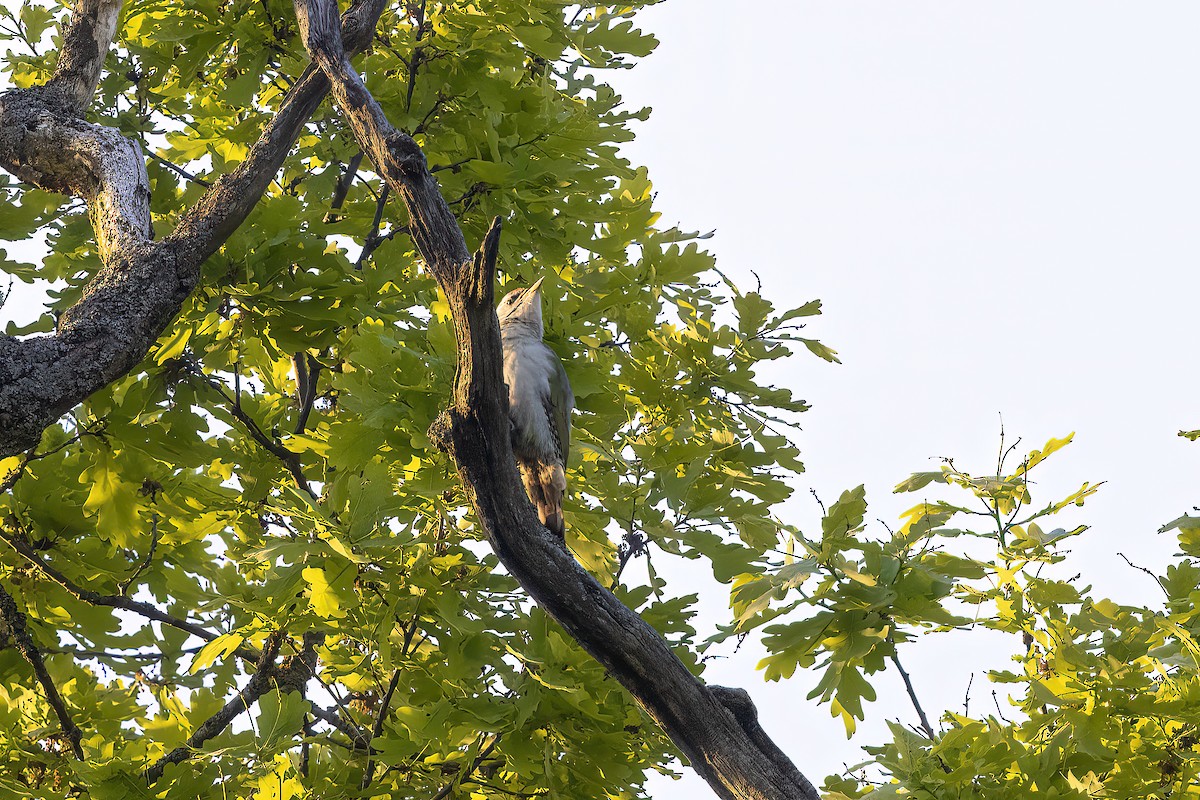 Gray-headed Woodpecker - ML619519350