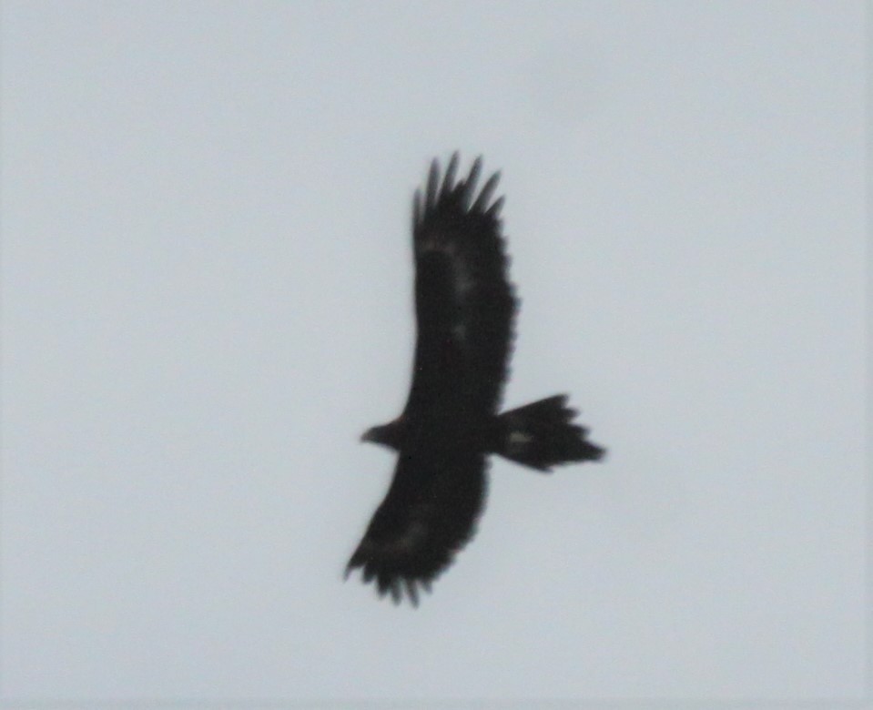 Wedge-tailed Eagle - ML619519357