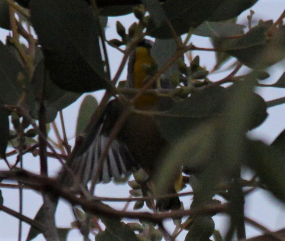 Spotted Pardalote - ML619519386