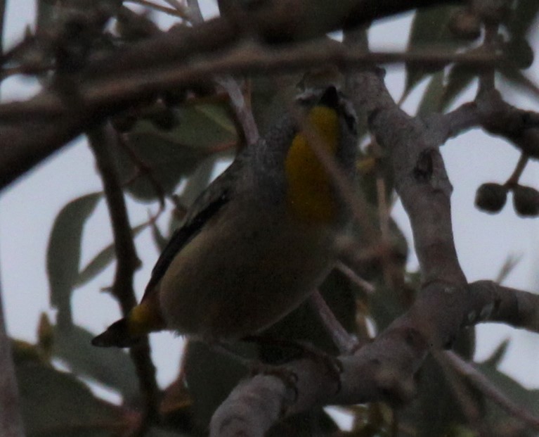 Spotted Pardalote - ML619519387