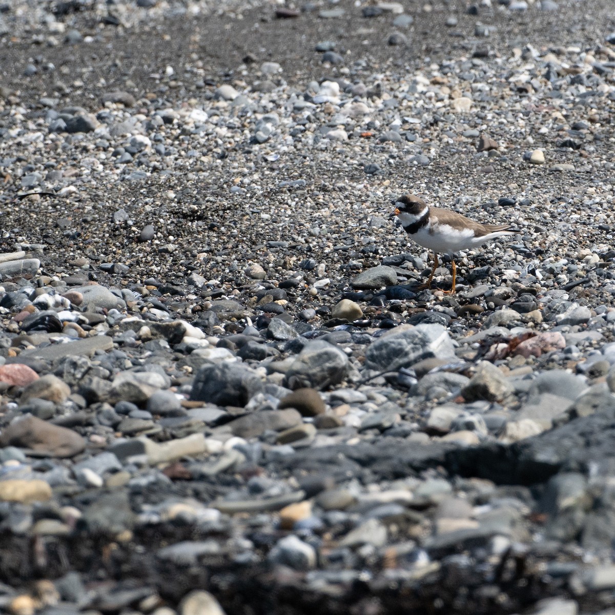 Semipalmated Plover - ML619519405