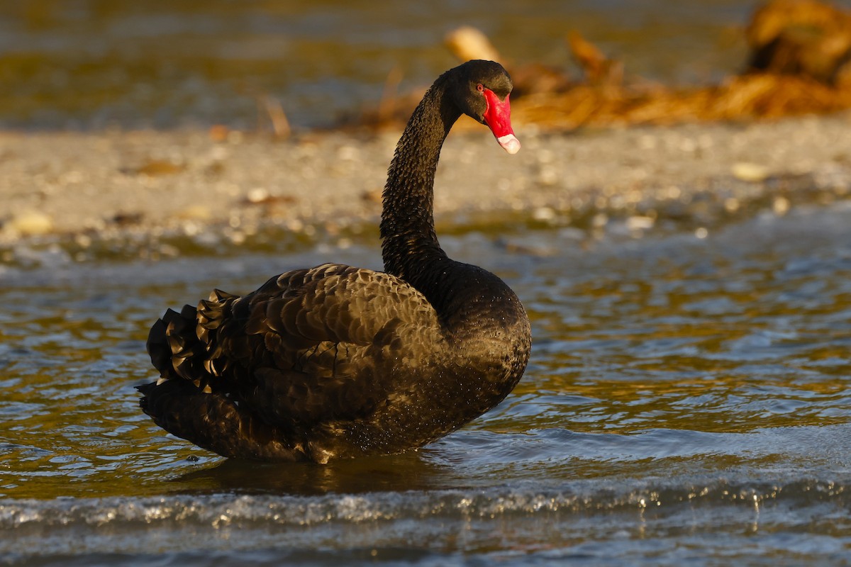 Black Swan - ML619519418