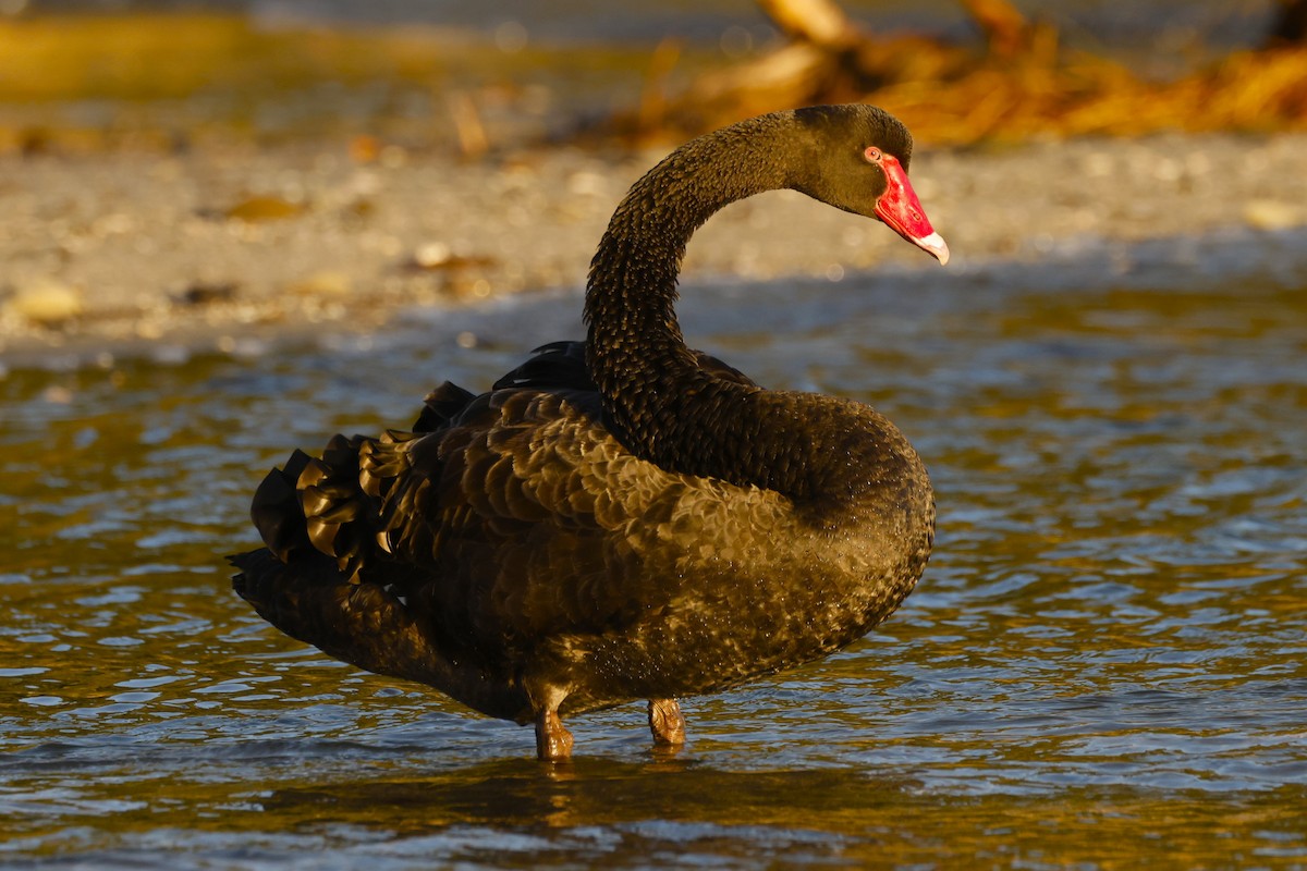 Black Swan - ML619519419