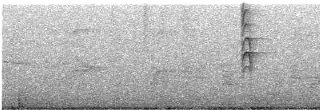 Новозеландская веерохвостка - ML619519435