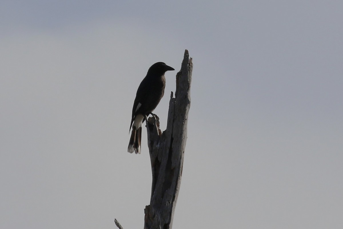 Pied Currawong - ML619519449