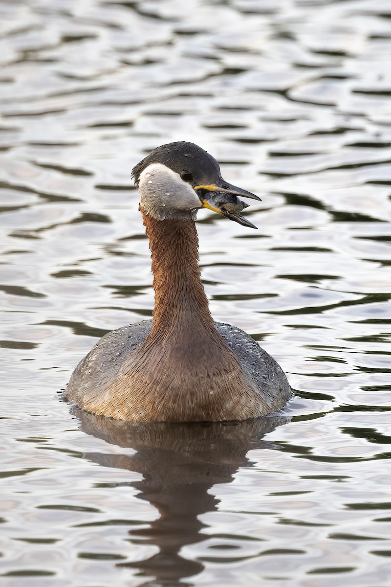 Red-necked Grebe - ML619519459