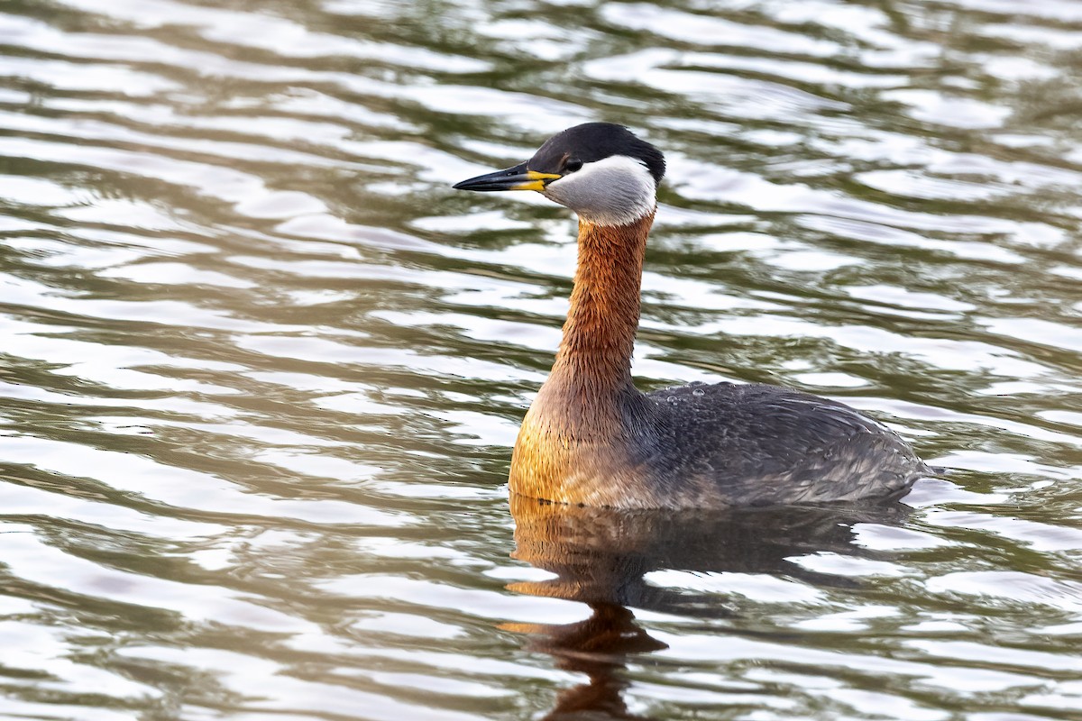 Red-necked Grebe - ML619519461