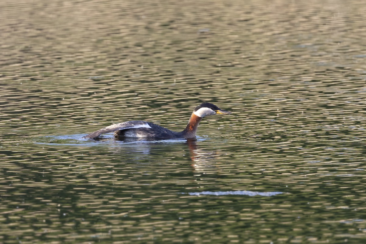 Red-necked Grebe - ML619519463