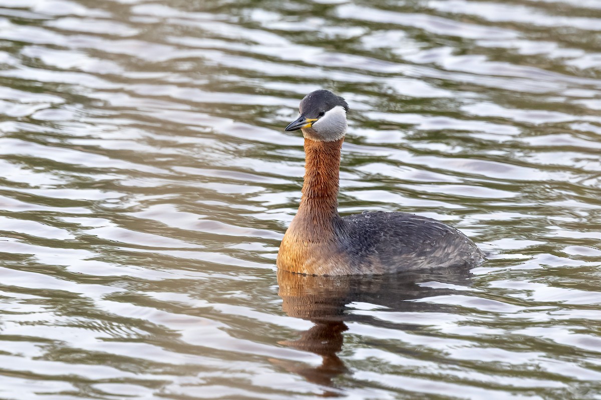 Red-necked Grebe - ML619519464