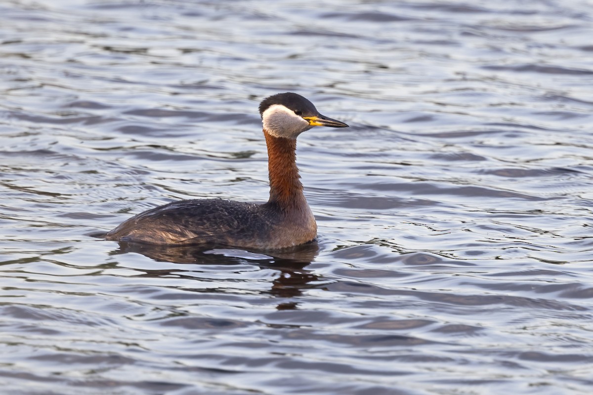 Red-necked Grebe - ML619519465