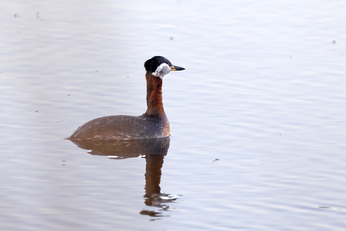 Red-necked Grebe - ML619519467