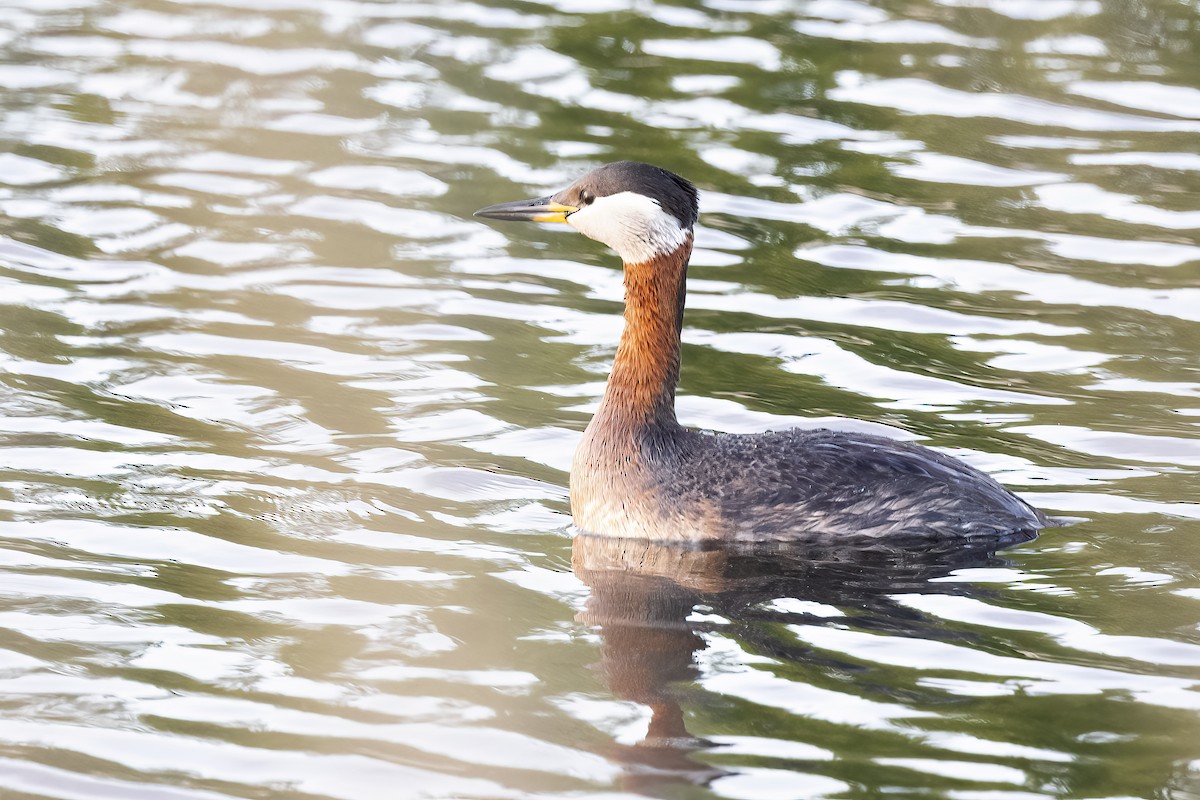 Red-necked Grebe - ML619519468
