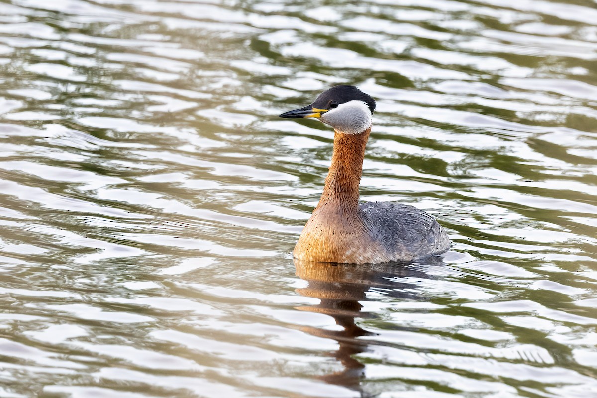 Red-necked Grebe - ML619519469
