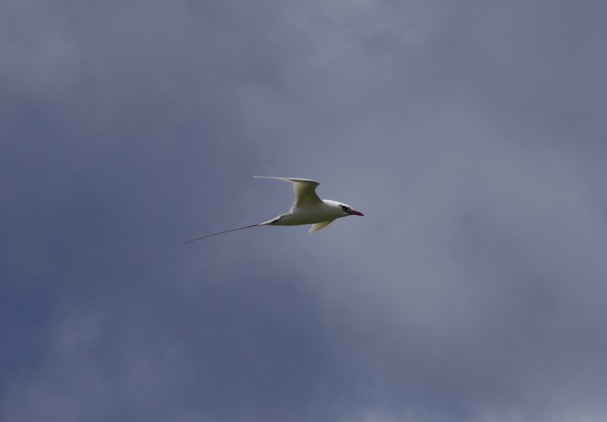 Red-tailed Tropicbird - ML619519490