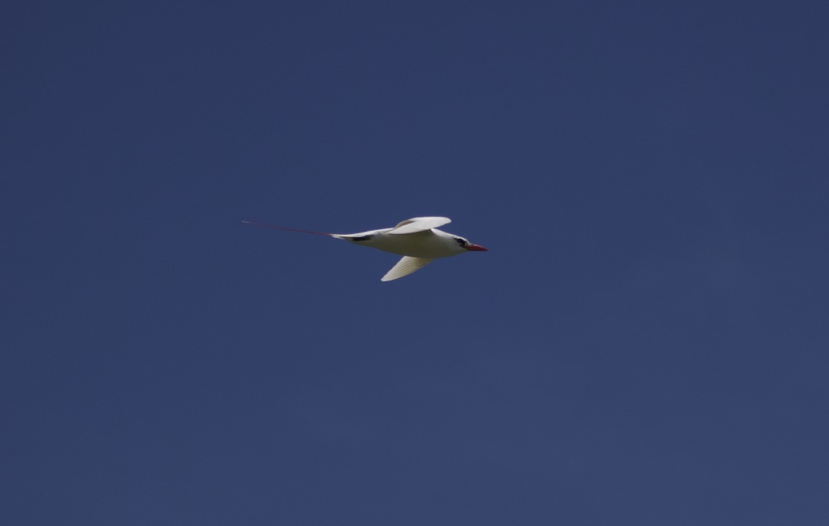 Red-tailed Tropicbird - ML619519491