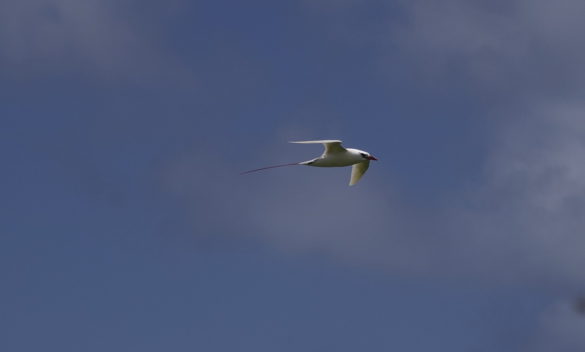 Red-tailed Tropicbird - ML619519492