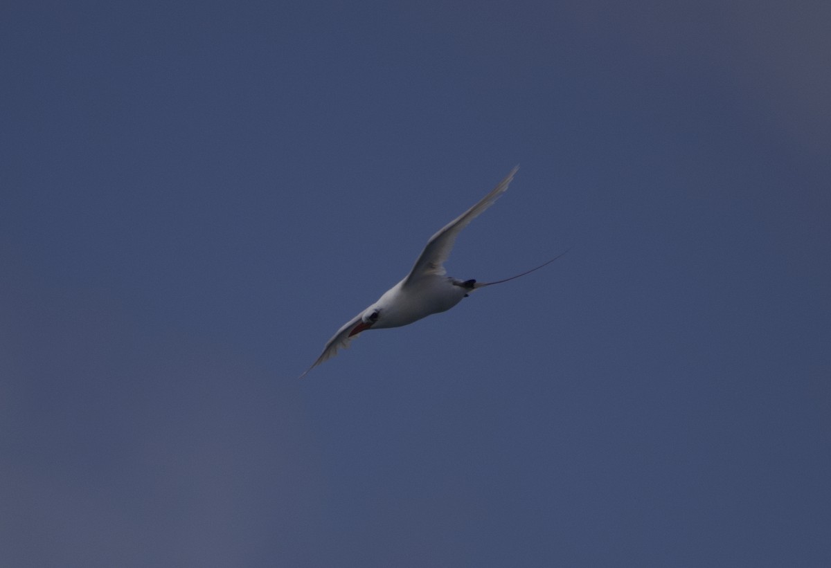 Red-tailed Tropicbird - ML619519495