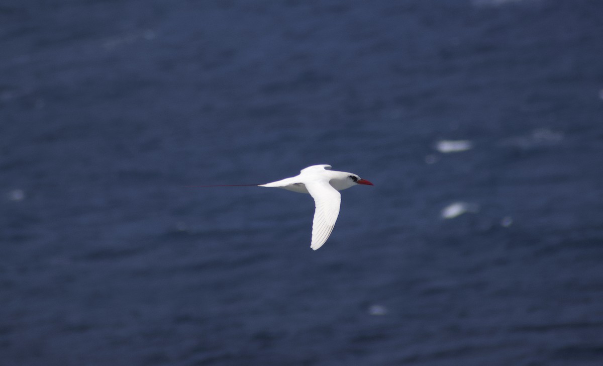 Red-tailed Tropicbird - ML619519496
