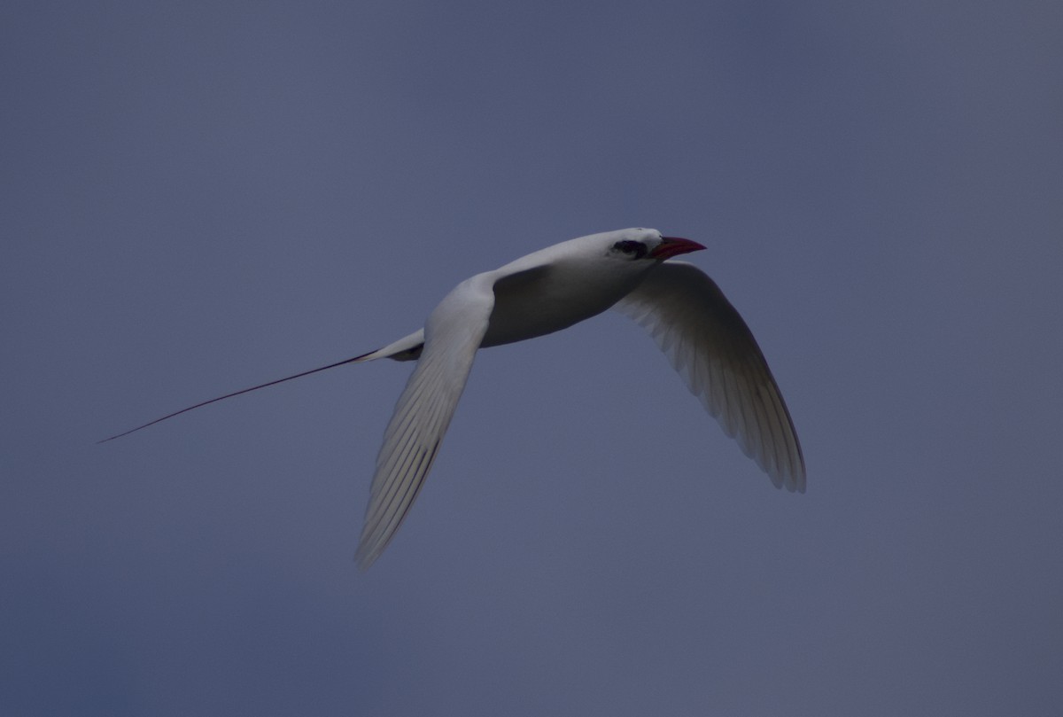 Red-tailed Tropicbird - ML619519497