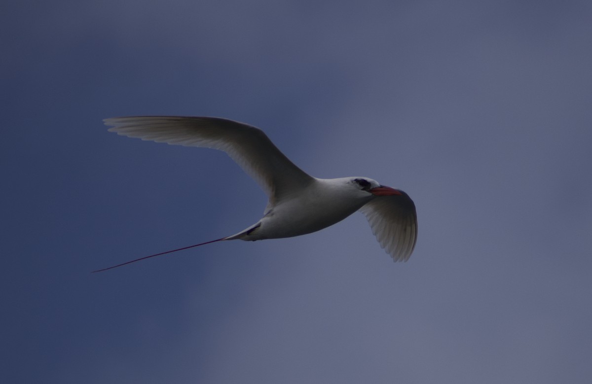 Red-tailed Tropicbird - ML619519498