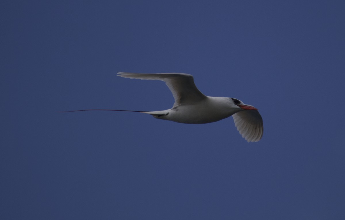 Red-tailed Tropicbird - ML619519499