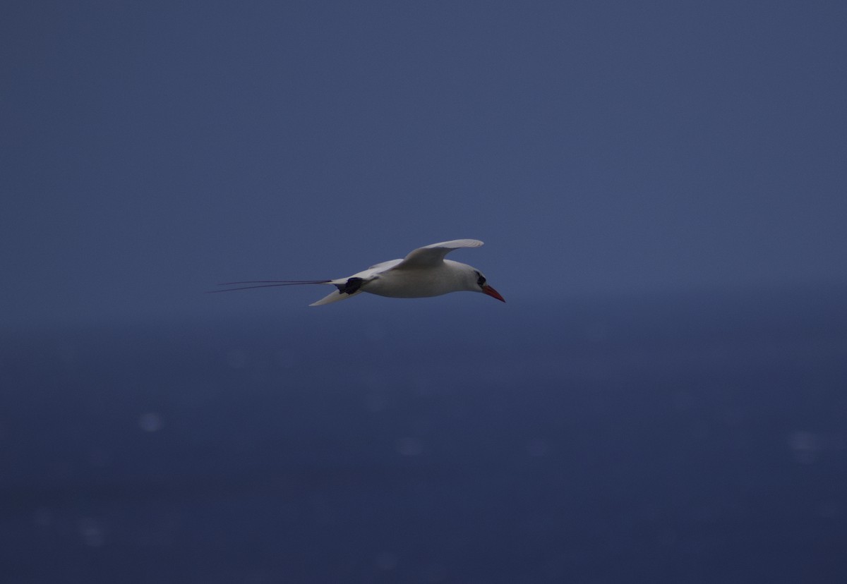 Red-tailed Tropicbird - ML619519500