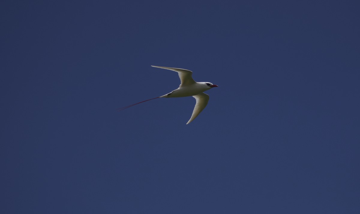 Red-tailed Tropicbird - ML619519502