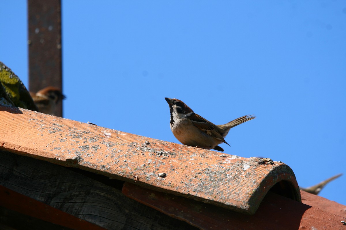 Eurasian Tree Sparrow - ML619519517