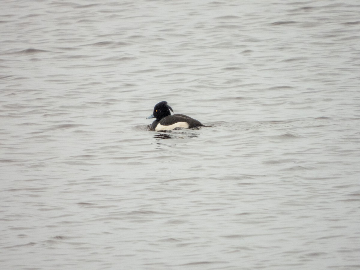 Tufted Duck - ML619519539