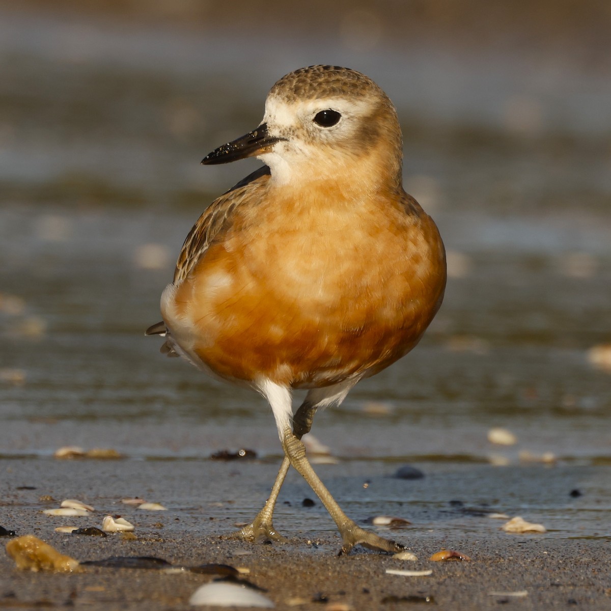 Red-breasted Dotterel - ML619519563