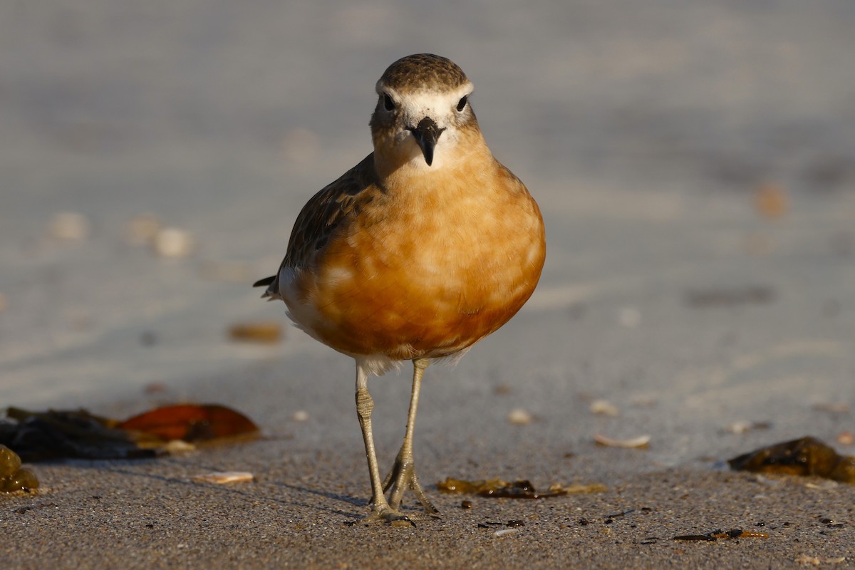 Red-breasted Dotterel - ML619519564