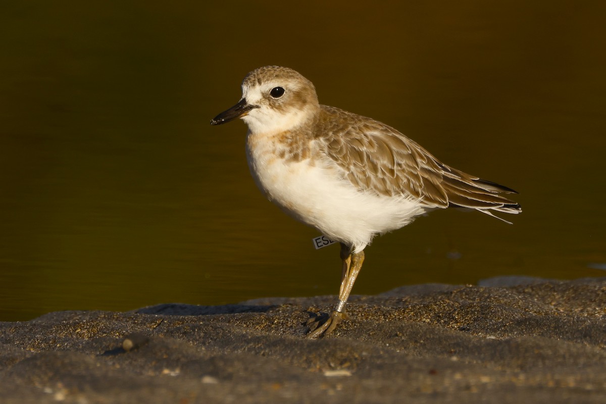 Red-breasted Dotterel - ML619519566