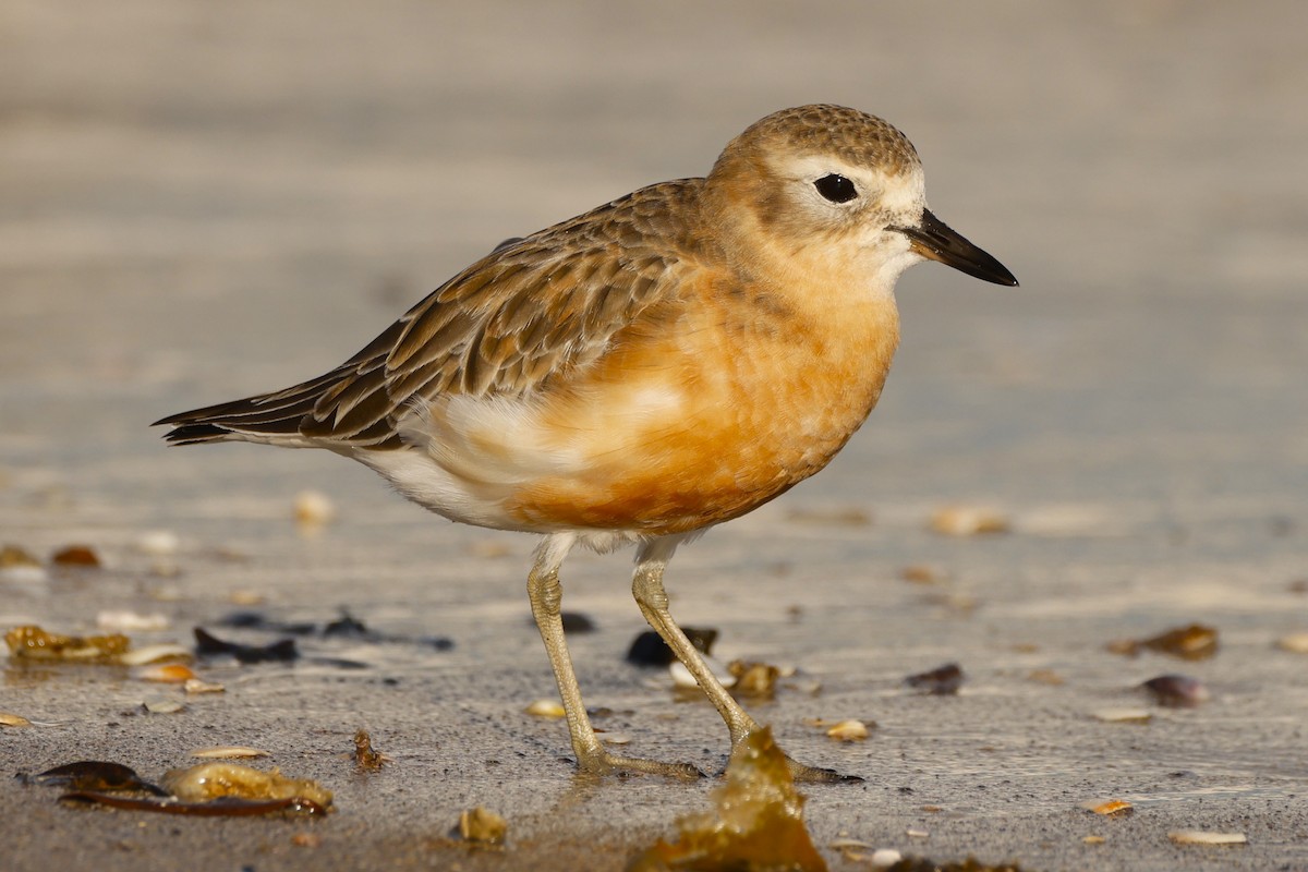 Red-breasted Dotterel - ML619519567