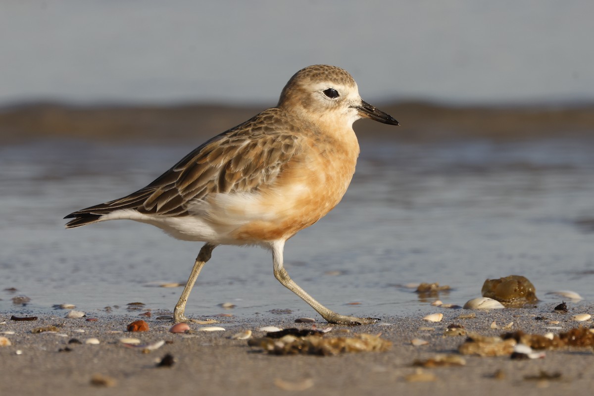 Red-breasted Dotterel - ML619519568