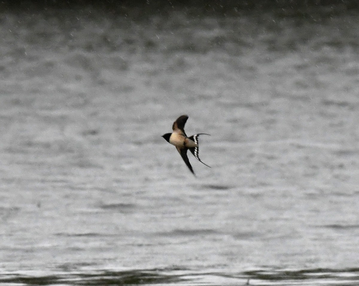 Barn Swallow (White-bellied) - ML619519593