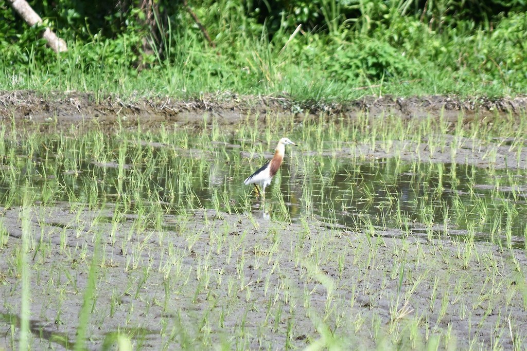 Javan Pond-Heron - ML619519599