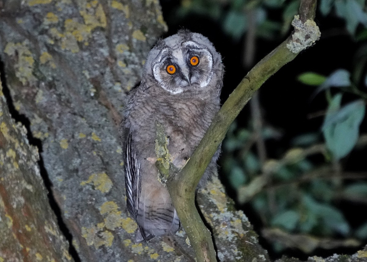 Long-eared Owl - ML619519601