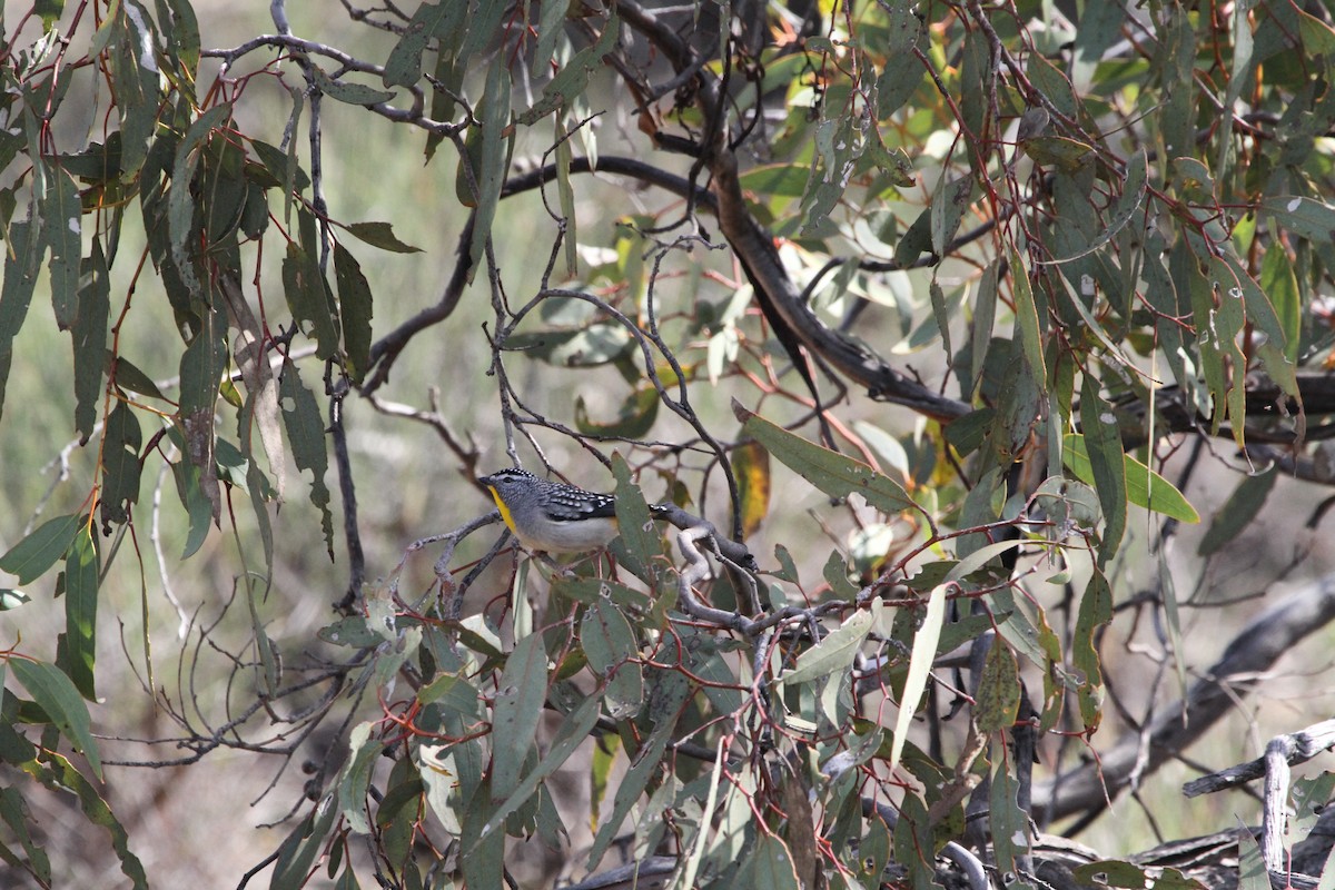Spotted Pardalote - ML619519650