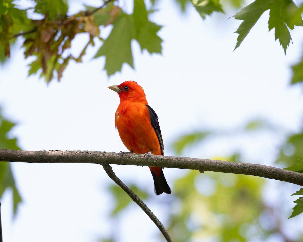 Scarlet Tanager - ML619519665
