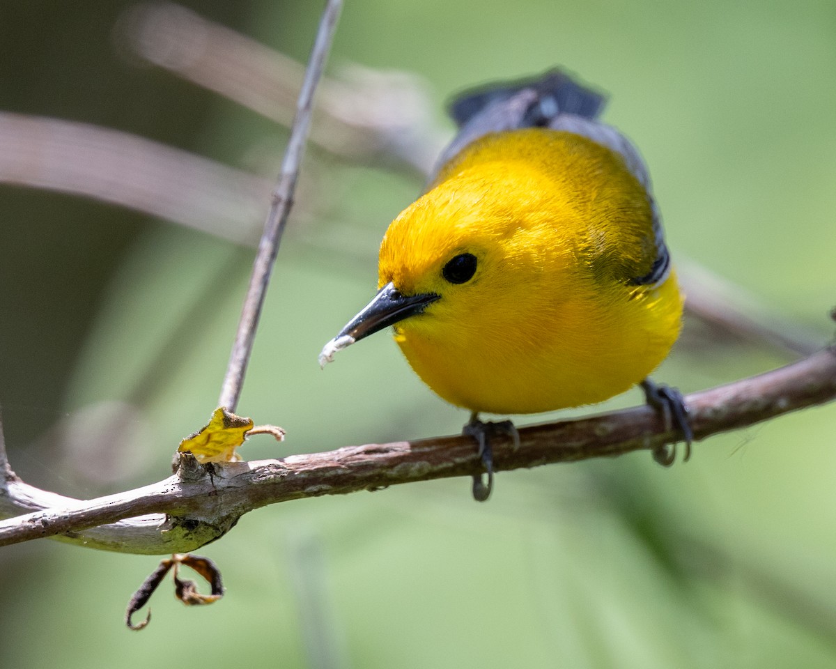 Prothonotary Warbler - ML619519698