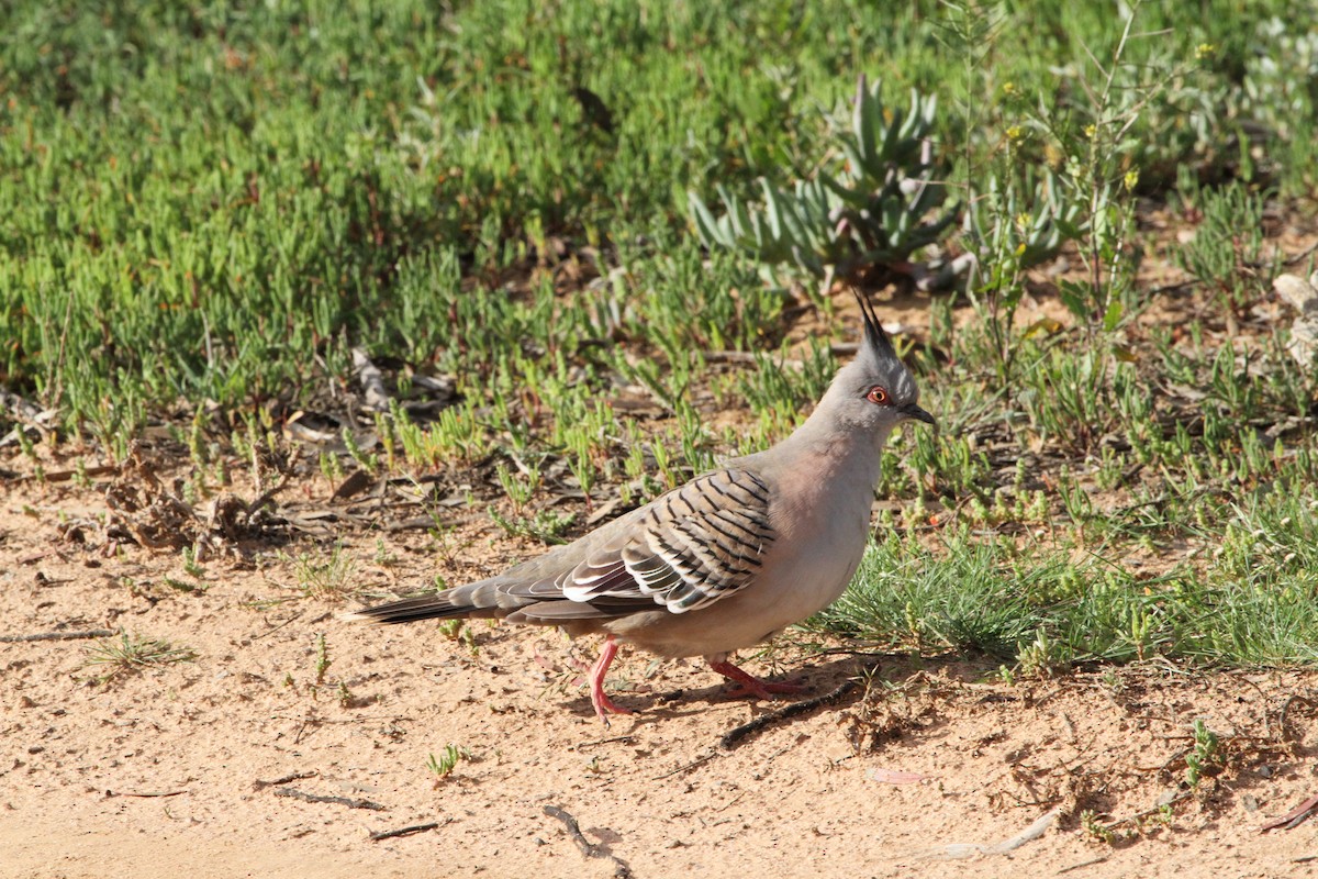 Crested Pigeon - ML619519704