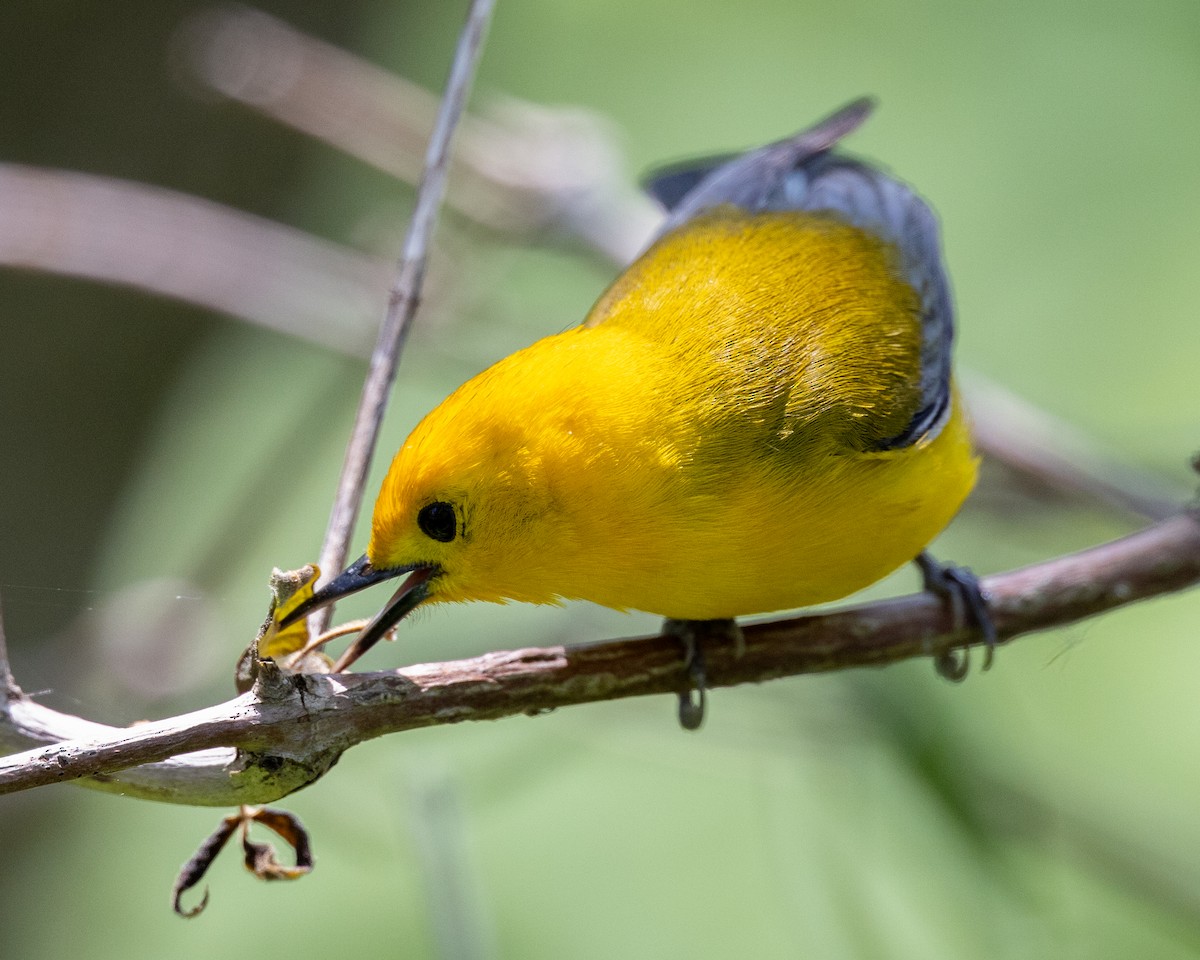 Prothonotary Warbler - ML619519711