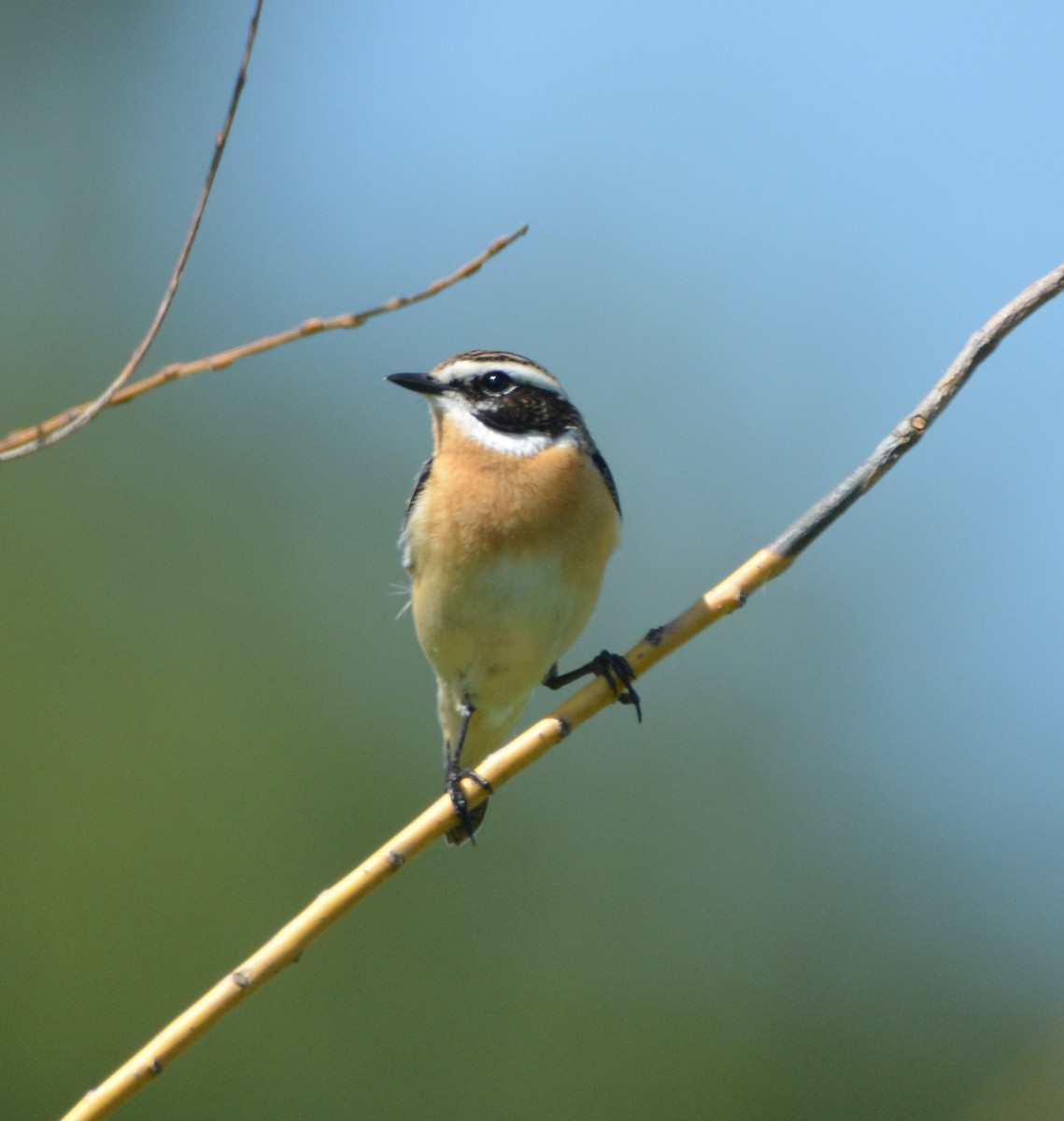 Whinchat - ML619519721