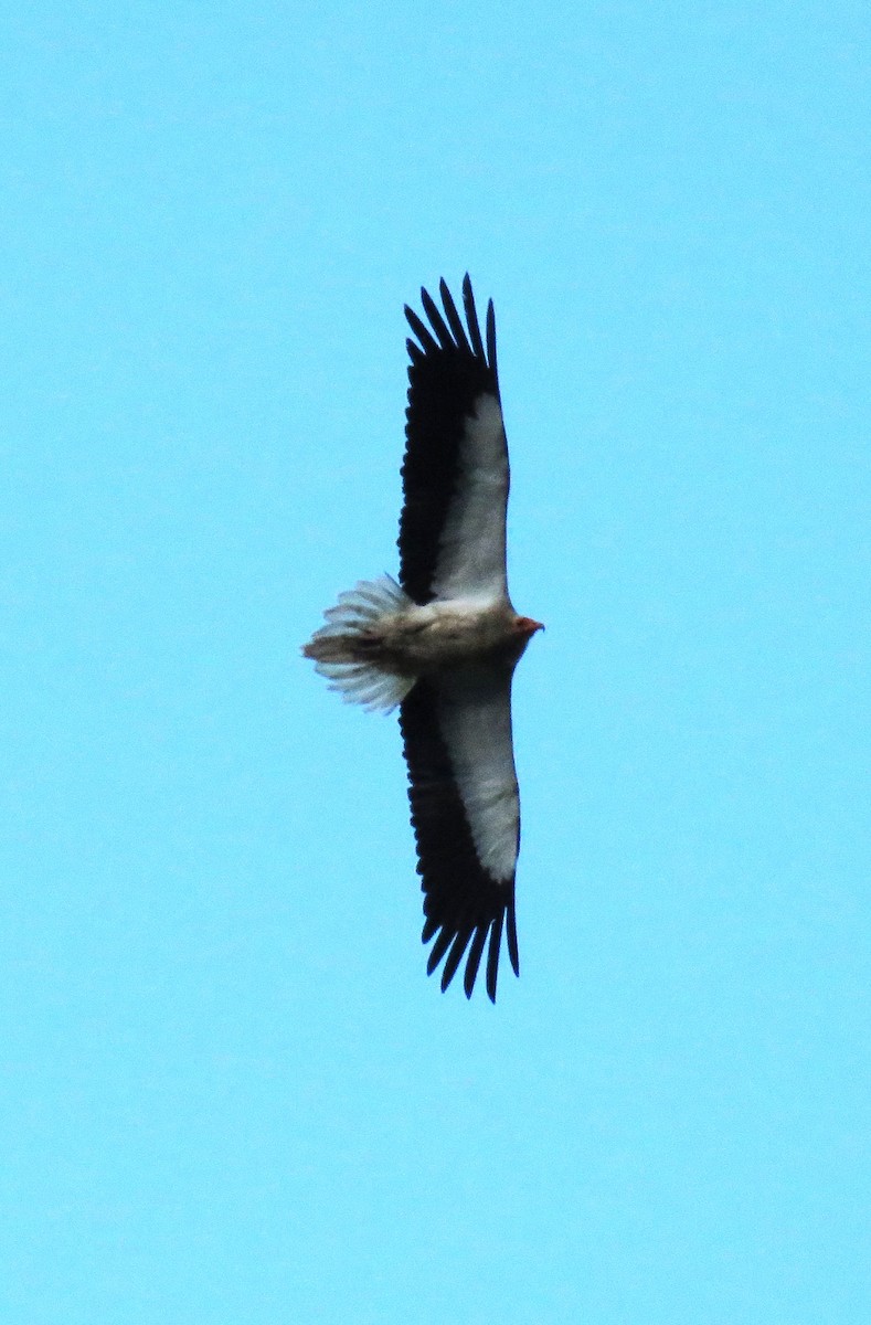 Egyptian Vulture - ML619519732