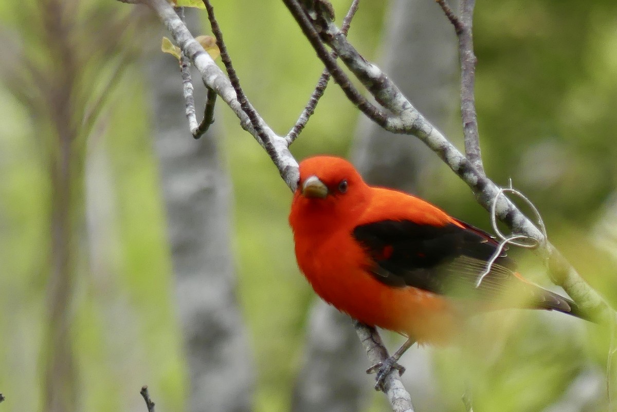 Scarlet Tanager - ML619519826