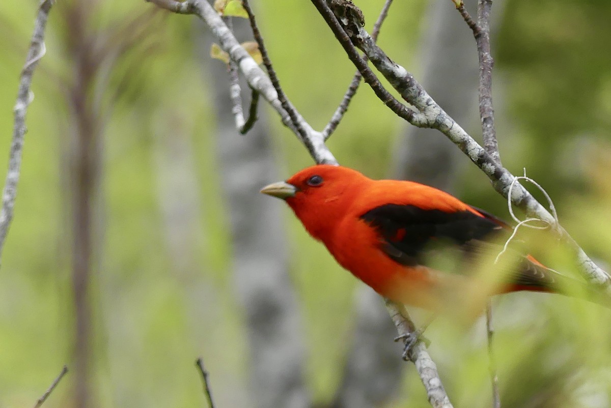 Scarlet Tanager - ML619519827