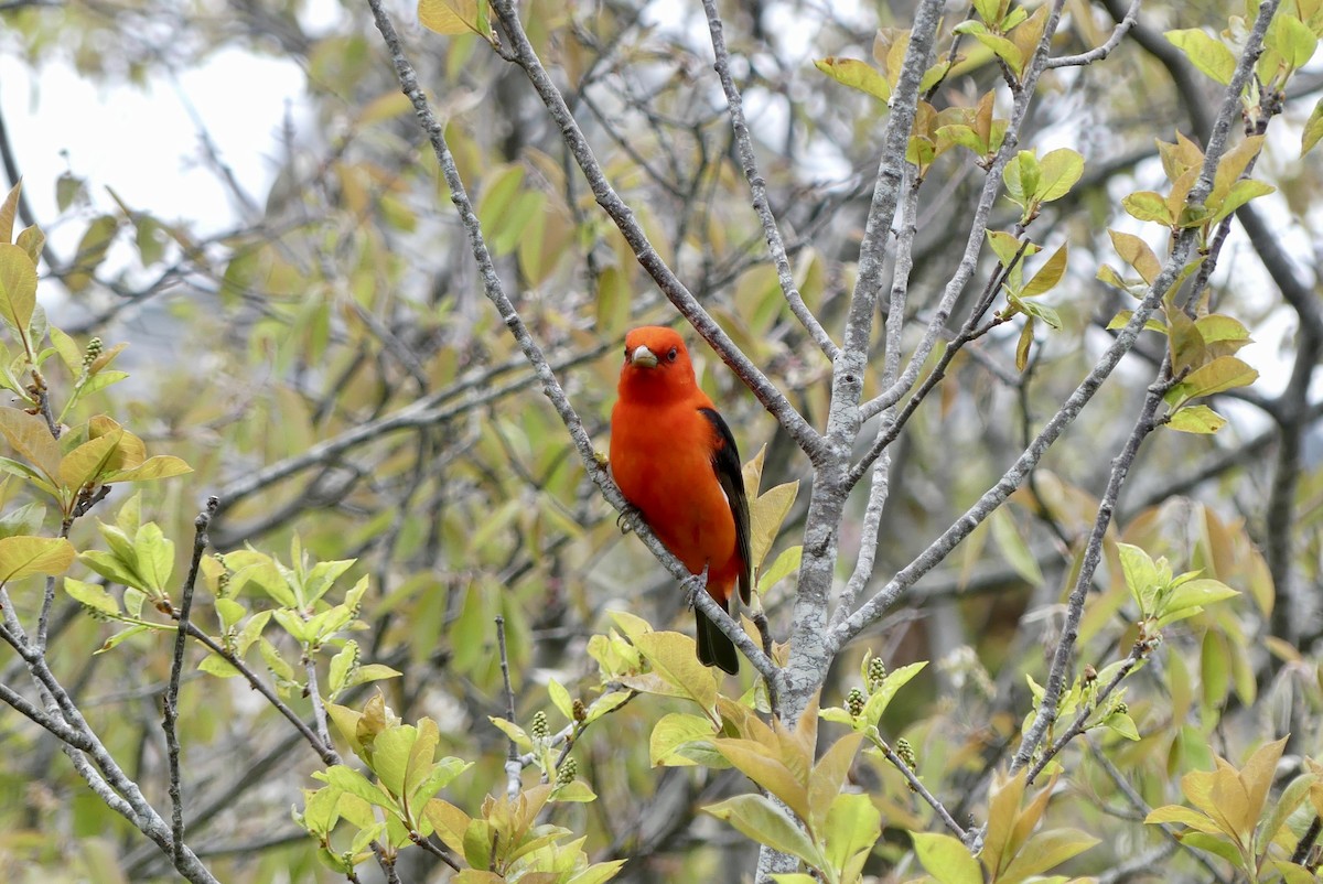 Scarlet Tanager - ML619519828
