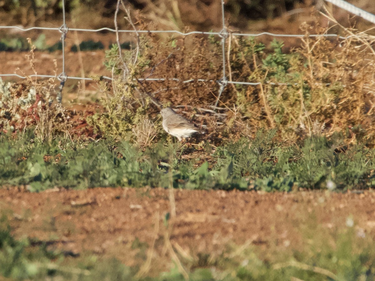 White-fronted Chat - ML619519868